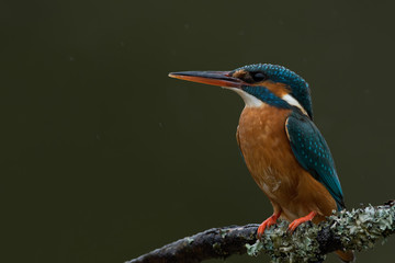 Fototapeta premium Kingfisher (Alcedo Atthis)/Kingfisher perched on moss covered branch