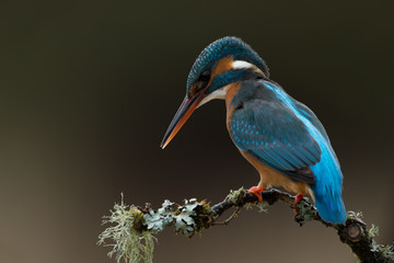 Kingfisher (Alcedo Atthis)/Kingfisher perched on moss covered branch