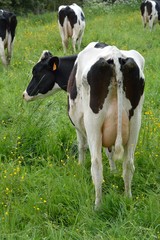 Une vache laitière vue de dos dans une pâture