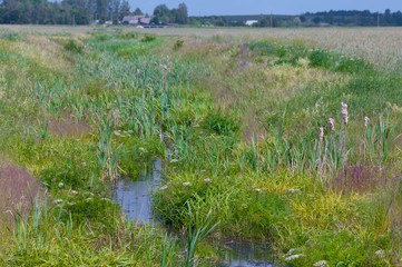 Obraz premium Beautiful summer landscape in the countryside with grass trees forest and clouded sky