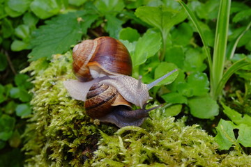 Schnecken am Waldboden