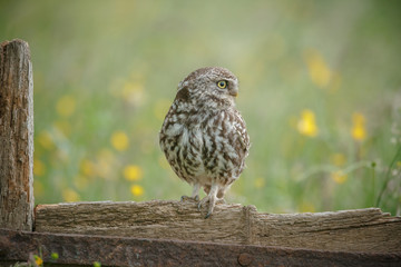 Little owl looking right in a buttercup meadow