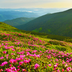 Rhododendron flowers in summer mountains