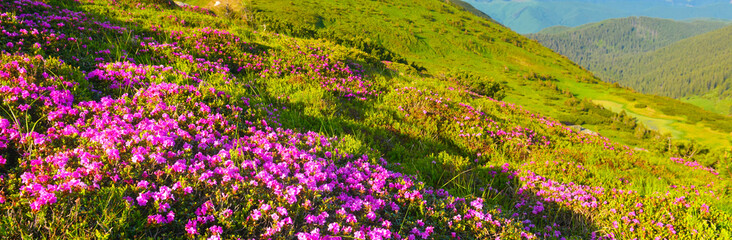 Obraz premium Rhododendron flowers in summer mountains