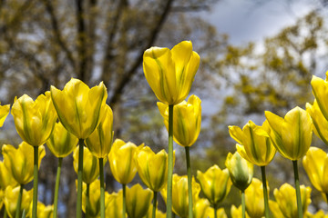 Fototapeta premium yellow and red tulips in the spring time