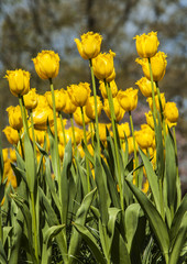 Obraz premium yellow and red tulips in the spring time