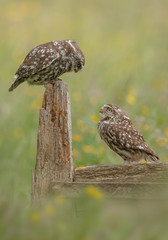 Little owl pair on an old textured fence in a buttercup meadow