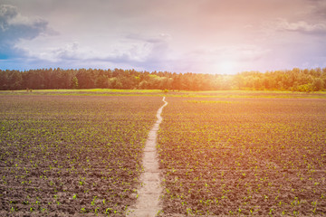 At sunrise illuminated field sprouted low sweet young corn. A field is visible trail that stretches in deciduous and coniferous forest.