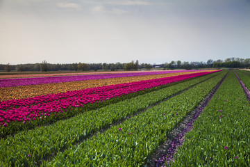 field of tulips