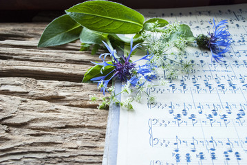 Altes handgeschriebenes Notenblatt mit blauer Kornblume (Centaurea cyanus) und Wiesenkräuter auf Treibholz / Holz Hintergrund 