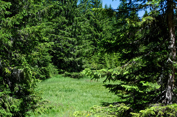 Fototapeta na wymiar Summer landscape with firs trees and meadow