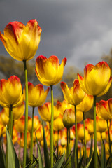 Obraz premium yellow and red tulips in the spring time