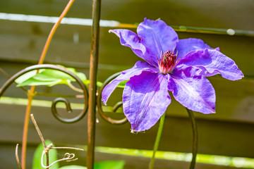 Macro of fresh spring purple flower head
