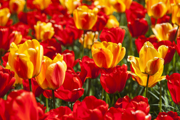 Fototapeta na wymiar red and orange tulips in the spring time