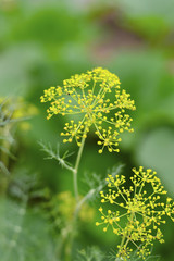 Fresh dill plant