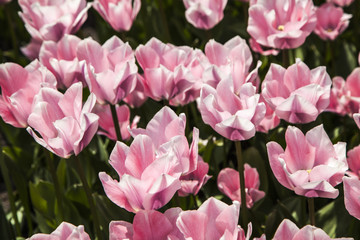 Obraz premium tulips in the spring time