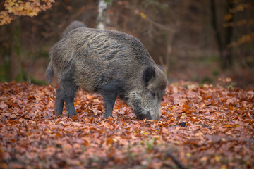 Wild boar foraging in beech leaves in autumn