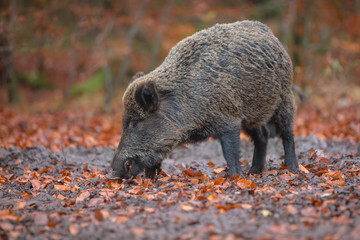 Wild boar in autumn