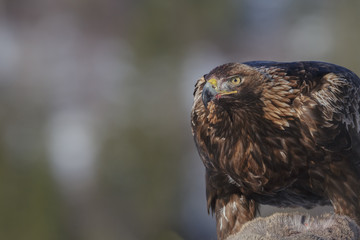 Golden eagle in Norway, wild
