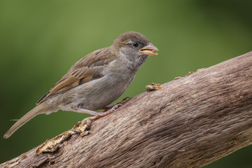 Young fledgling house sparrow