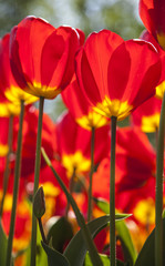 red and orange tulips in the spring time