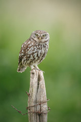 Little owl on a textured fence post 