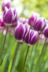 tulips in the spring time