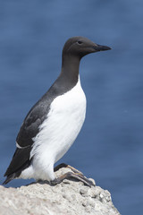 common murre is sitting on a rock on a sunny day