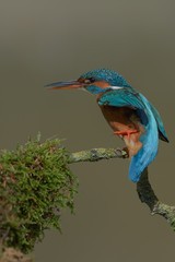 Kingfisher lifting her foot
