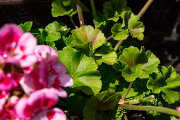 Pink Flowers with natural background