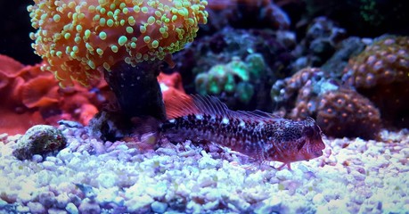Beautiful red blenny