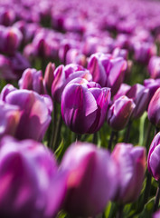 tulips in the spring time