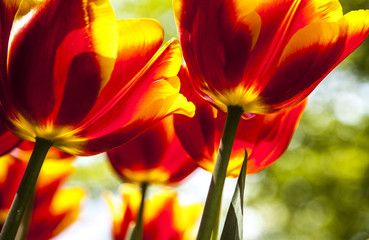 red and orange tulips in the spring time
