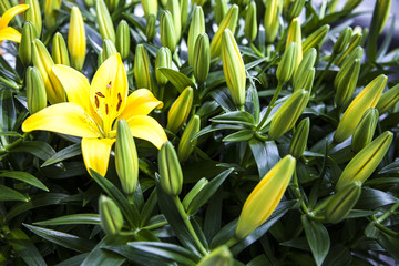 Obraz premium yellow lilies