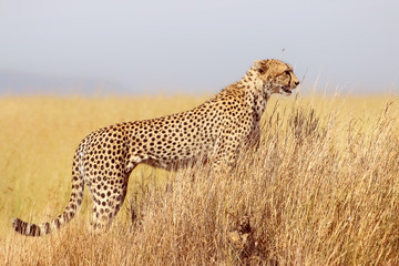Cheetah in the Serengeti National Park. Tanzania.