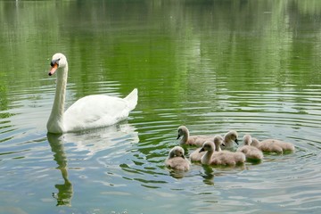 Famille de cygnes dans l'eau