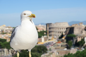 Rome, Italy. A seagull on Vittorio Emanuelle Monument before Colosseum. Seagulls in Rome can be daily seen at the Altare della Patria (Monumento Nazionale a Vittorio Emanuele II).