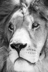 Wild Lion King Feline In Safari Portrait © radub85