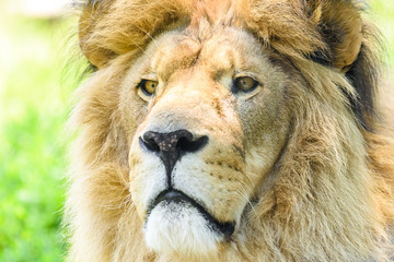 Wild Lion King Feline In Safari Portrait