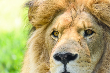 Wild Lion King Feline In Safari Portrait