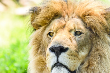 Wild Lion King Feline In Safari Portrait