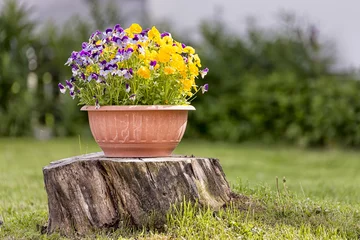 Photo sur Plexiglas Pansies Pensées en pot de fleurs sur souche d& 39 arbre