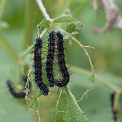 Tagpfauenauge, Raupen, Aglais io