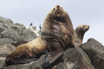 male Steller sea lions lying on a rock next to the harem