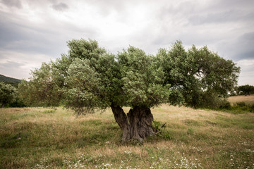 Old olive tree and cloudy sky is back