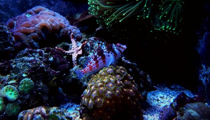 Obraz premium Dwarf Hawkfish in tropical reef aquarium