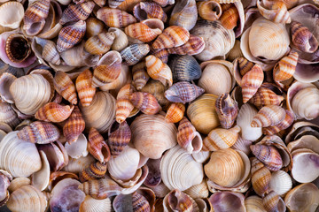 Sea shells on sand. Summer beach background. Top view