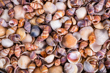 Sea shells on sand. Summer beach background. Top view