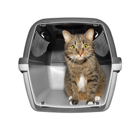 Cat sits in transportation box