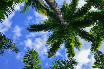 Coconut Trees and Blue Sky